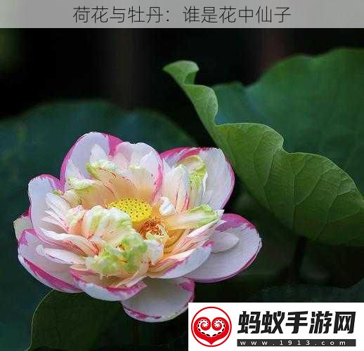 荷花与牡丹