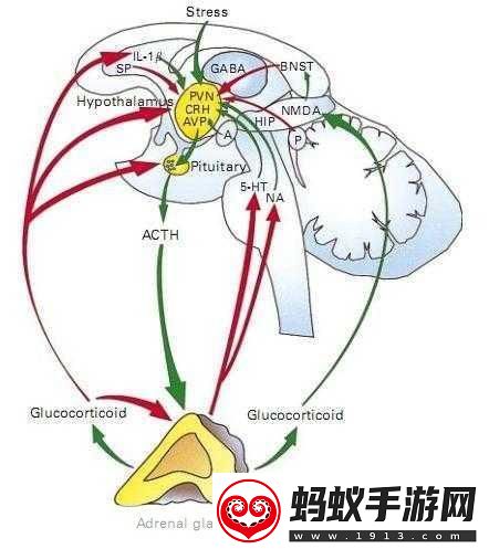 横置状态伤害传递