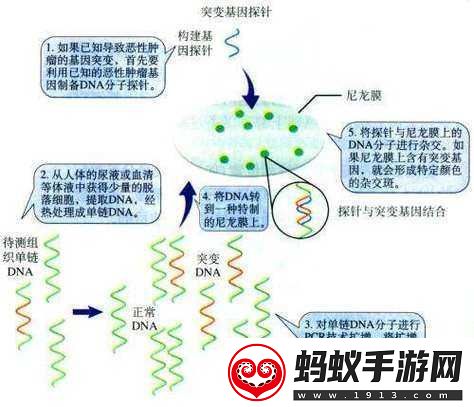 dna与rna杂交片段的奥秘