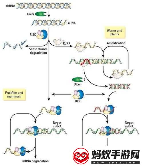 rnahybridization