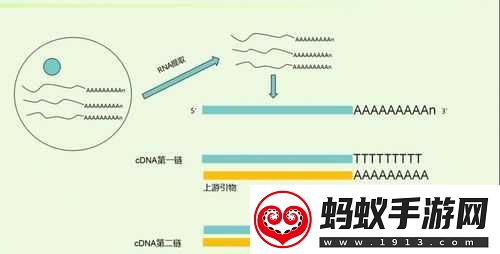 rna